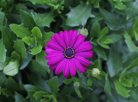 Dvoutvárka 'Cape Daisy Maseru' - Osteospermum ecklonis 'Cape Daisy Maseru'