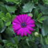 Osteospermum ecklonis 'Cape Daisy Maseru'_1.JPG