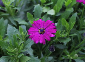 Dvoutvárka 'Cape Daisy Maseru' - Osteospermum ecklonis 'Cape Daisy Maseru'