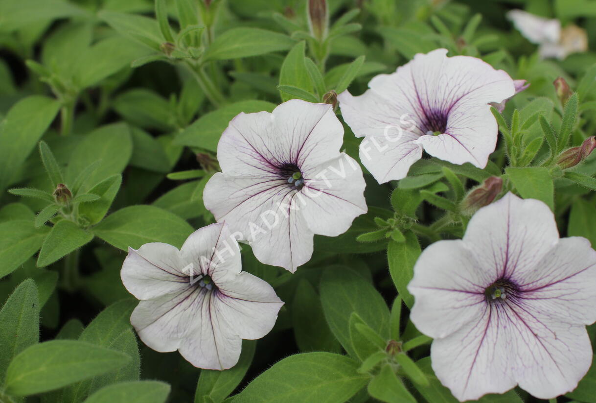 Petúnie, surfínie 'Blue Vein' - Petunia hybrida Surfinia 'Blue Vein'