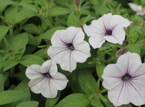 Petúnie, surfínie 'Blue Vein' - Petunia hybrida Surfinia 'Blue Vein'