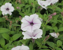 Petúnie, surfínie 'Blue Vein'