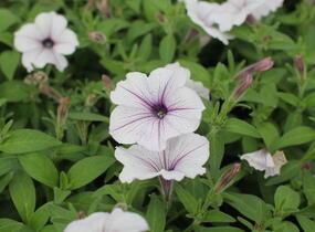 Petúnie, surfínie 'Blue Vein' - Petunia hybrida Surfinia 'Blue Vein'