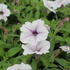 Petunia hybrida Surfinia 'Blue Vein'_1.JPG