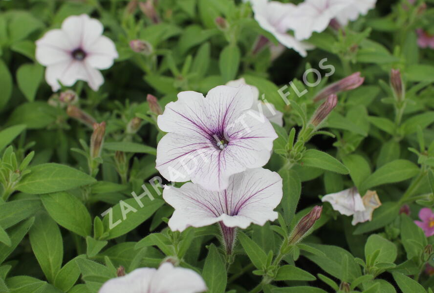 Petúnie, surfínie 'Blue Vein' - Petunia hybrida Surfinia 'Blue Vein'
