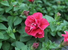 Petúnie 'Tumbelina Cherry Ripple' - Petunia hybrida 'Tumbelina Cherry Ripple'