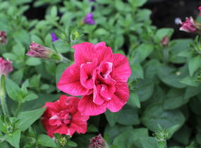 Petúnie 'Tumbelina Cherry Ripple' - Petunia hybrida 'Tumbelina Cherry Ripple'