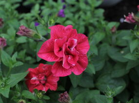 Petúnie 'Tumbelina Cherry Ripple' - Petunia hybrida 'Tumbelina Cherry Ripple'