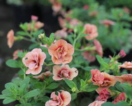 Minipetúnie, Million Bells 'Aloha Double Apricot'