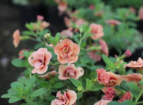 Minipetúnie, Million Bells 'Aloha Double Apricot' - Calibrachoa hybrida 'Aloha Double Apricot'