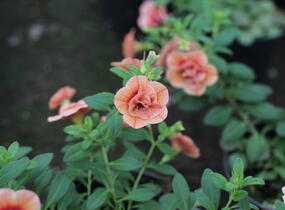 Minipetúnie, Million Bells 'Aloha Double Apricot' - Calibrachoa hybrida 'Aloha Double Apricot'