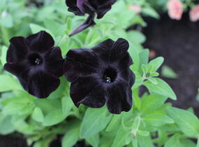 Petúnie 'Ray Black' - Petunia hybrida 'Ray Black'