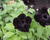 Petúnie 'Ray Black'