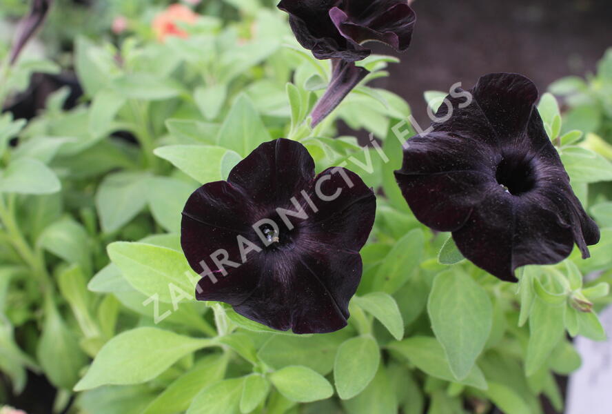 Petúnie 'Ray Black' - Petunia hybrida 'Ray Black'