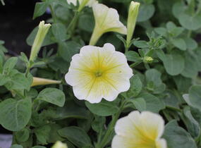 Petúnie 'Ray Sunflower' - Petunia hybrida 'Ray Sunflower'