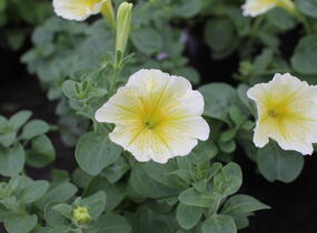Petúnie 'Ray Sunflower' - Petunia hybrida 'Ray Sunflower'