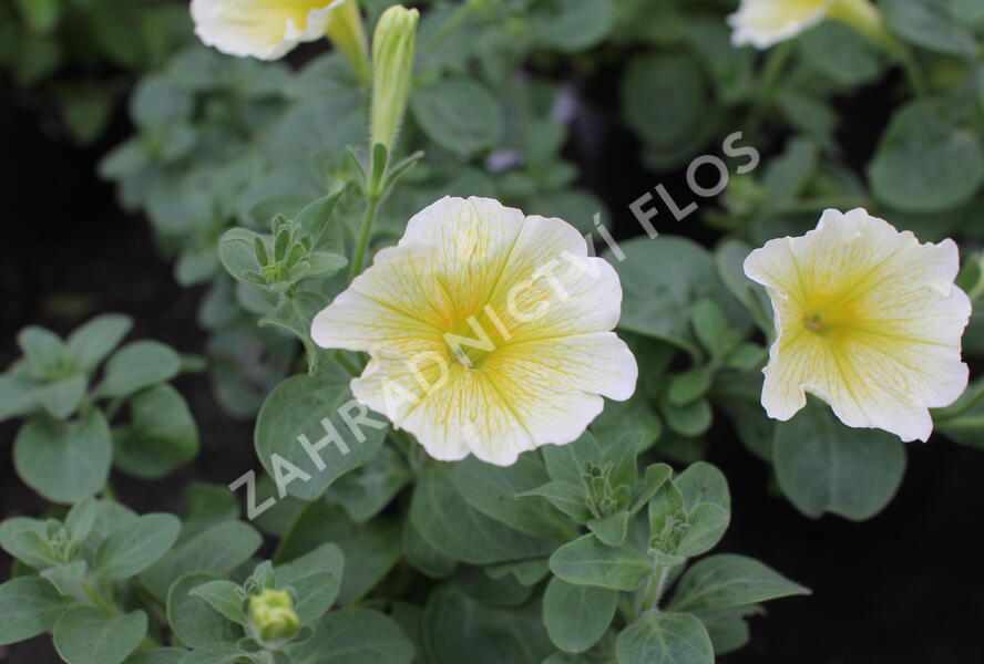 Petúnie 'Ray Sunflower' - Petunia hybrida 'Ray Sunflower'