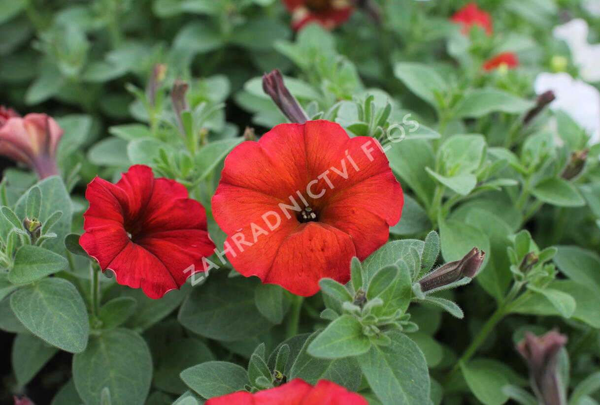 Petúnie 'Petchoa BeautiCal Red Maple' - Petunia hybrida 'Petchoa BeautiCal Red Maple'