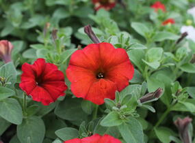 Petúnie 'Petchoa BeautiCal Red Maple' - Petunia hybrida 'Petchoa BeautiCal Red Maple'