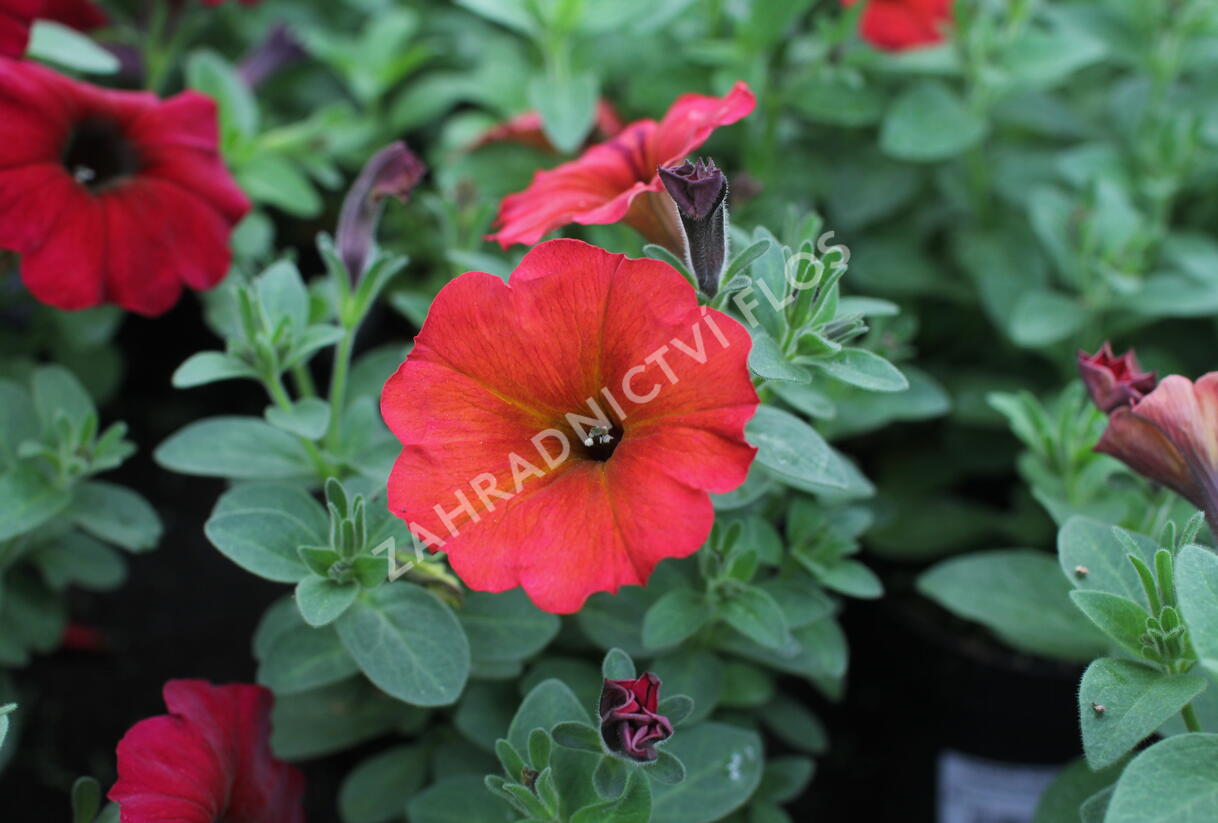 Petúnie 'Petchoa BeautiCal Red Maple' - Petunia hybrida 'Petchoa BeautiCal Red Maple'
