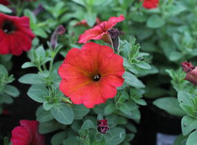 Petúnie 'Petchoa BeautiCal Red Maple' - Petunia hybrida 'Petchoa BeautiCal Red Maple'