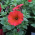 Petunia hybrida 'Petchoa BeautiCal Red Maple'_1.JPG