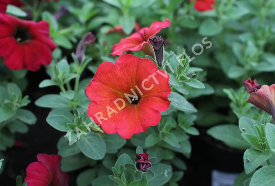 Petúnie 'Petchoa BeautiCal Red Maple' - Petunia hybrida 'Petchoa BeautiCal Red Maple'
