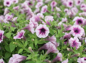 Petúnie 'Littletunia Pink Splash' - Petunia hybrida 'Littletunia Pink Splash'