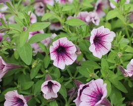 Petúnie 'Littletunia Pink Splash'