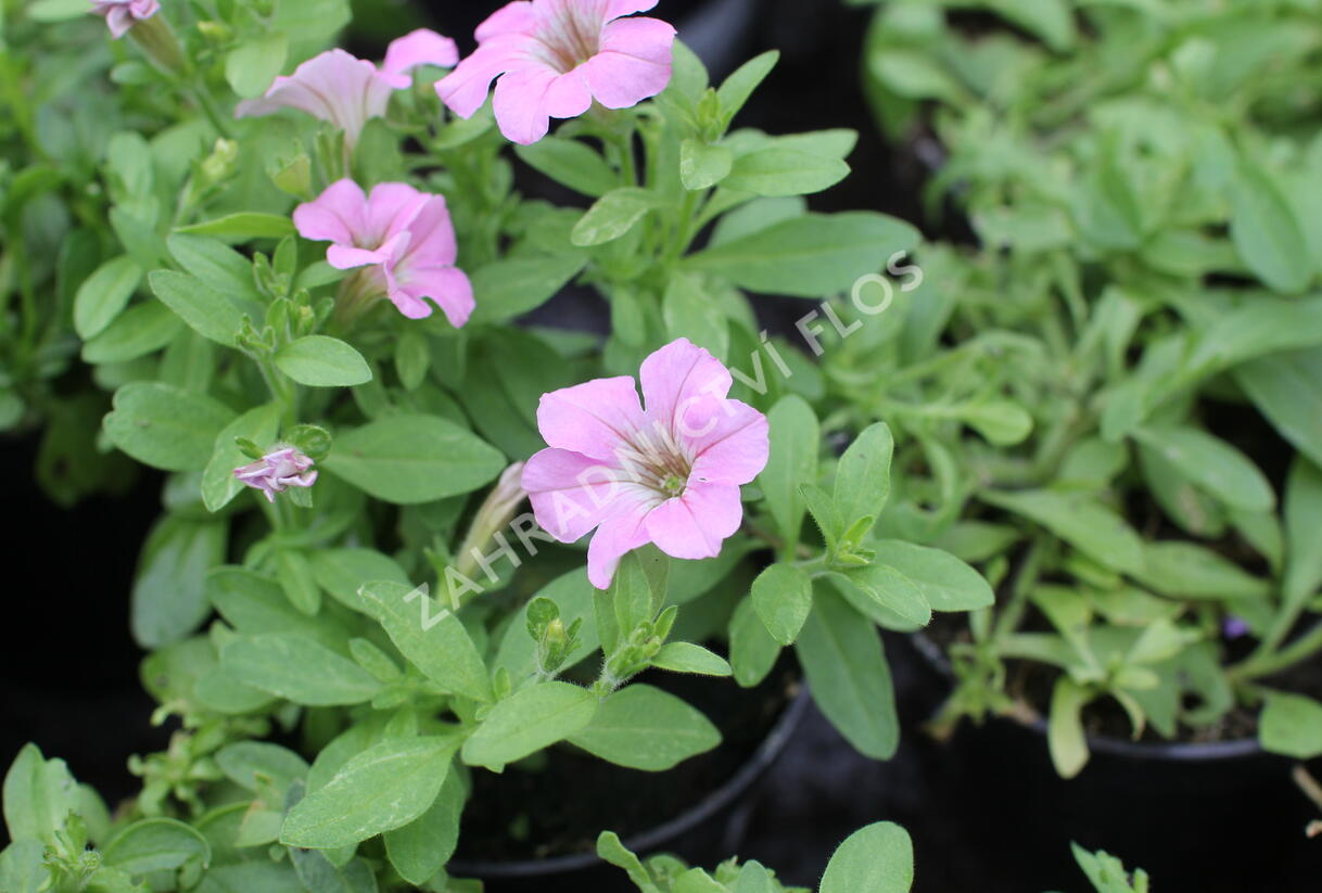 Petúnie 'Littletunia Pink' - Petunia hybrida 'Littletunia Pink'