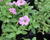 Petúnie 'Littletunia Pink'