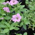 Petunia hybrida 'Littletunia Pink'.JPG