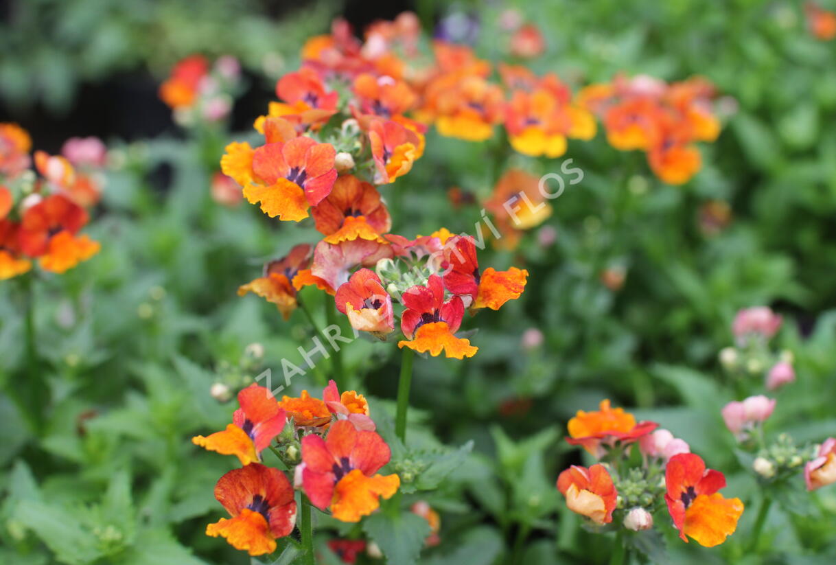 Hledíkovka 'Nesia Tangerine' - Nemesia hybrida 'Nesia Tangerine'