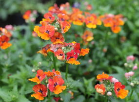 Hledíkovka 'Nesia Tangerine' - Nemesia hybrida 'Nesia Tangerine'