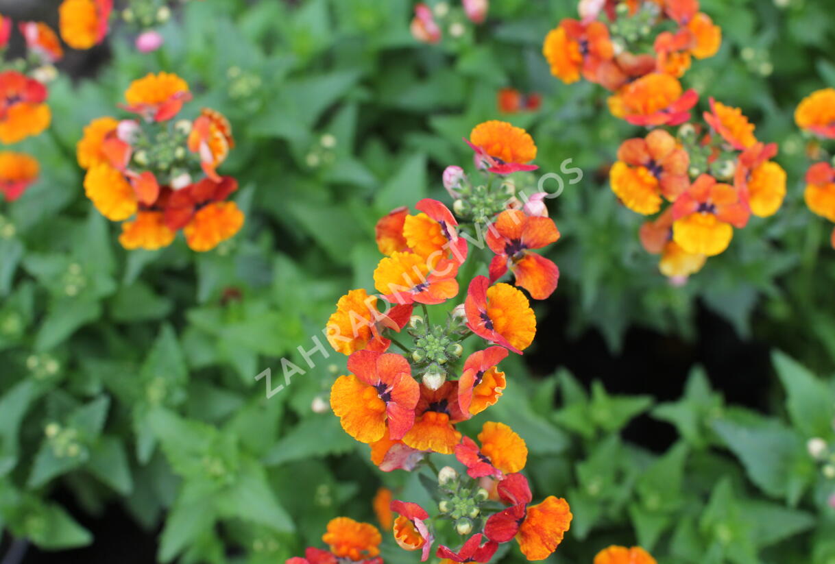 Hledíkovka 'Nesia Tangerine' - Nemesia hybrida 'Nesia Tangerine'