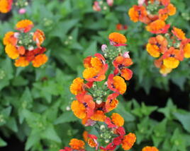 Hledíkovka 'Nesia Tangerine'