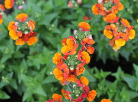Hledíkovka 'Nesia Tangerine' - Nemesia hybrida 'Nesia Tangerine'
