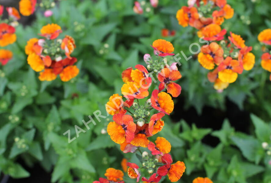 Hledíkovka 'Nesia Tangerine' - Nemesia hybrida 'Nesia Tangerine'