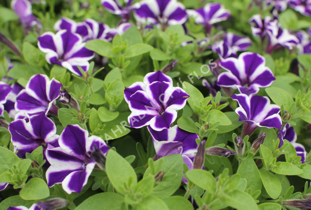 Petúnie 'Red Carpet Blue Diamond' - Petunia hybrida 'Red Carpet Blue Diamond'