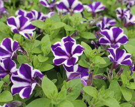 Petúnie 'Red Carpet Blue Diamond'