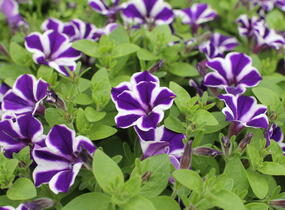 Petúnie 'Red Carpet Blue Diamond' - Petunia hybrida 'Red Carpet Blue Diamond'
