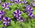 Petúnie 'Red Carpet Blue Diamond'