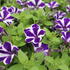 Petunia hybrida 'Red Carpet Blue Diamond'.JPG