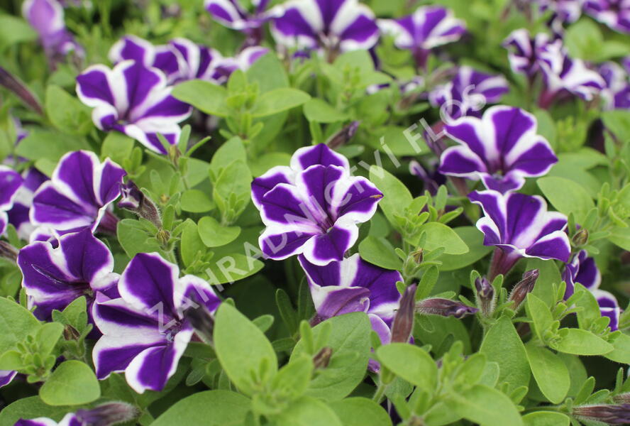 Petúnie 'Red Carpet Blue Diamond' - Petunia hybrida 'Red Carpet Blue Diamond'