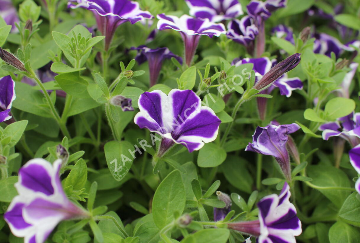 Petúnie 'Red Carpet Blue Diamond' - Petunia hybrida 'Red Carpet Blue Diamond'