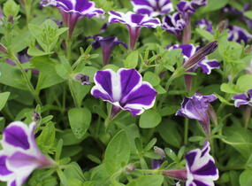 Petúnie 'Red Carpet Blue Diamond' - Petunia hybrida 'Red Carpet Blue Diamond'