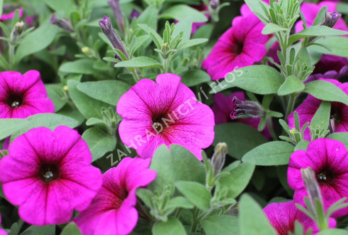Petúnie 'Petchoa BeautiCal Purple Dawn' - Petunia hybrida 'Petchoa BeautiCal Purple Dawn'