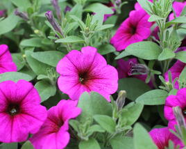 Petúnie 'Petchoa BeautiCal Purple Dawn'