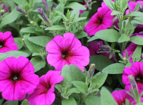 Petúnie 'Petchoa BeautiCal Purple Dawn' - Petunia hybrida 'Petchoa BeautiCal Purple Dawn'