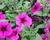 Petúnie 'Petchoa BeautiCal Purple Dawn'